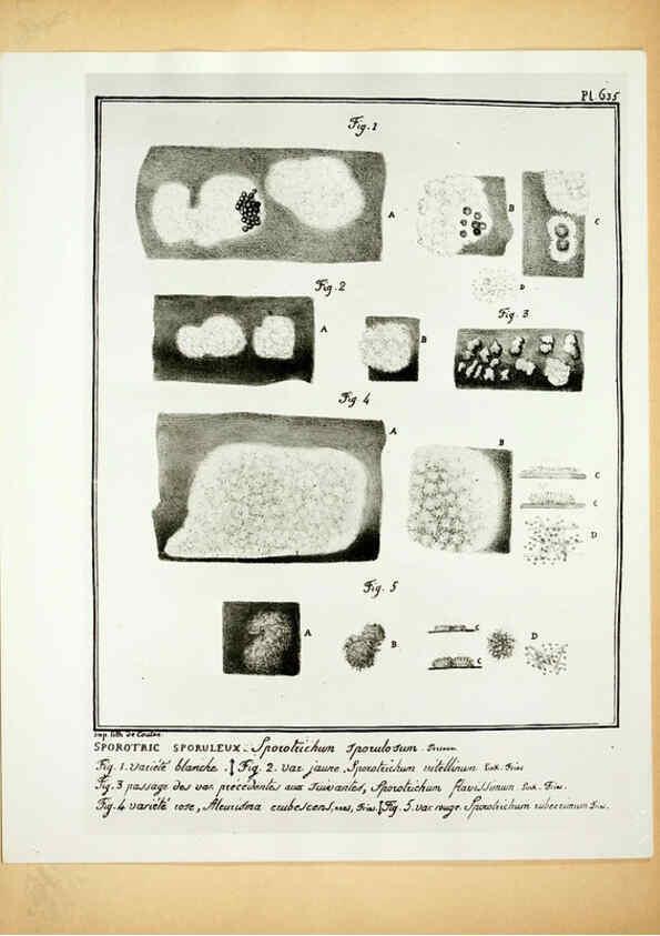 Reproducción/Reproduction 6045328143: Figures des champignons, servant de supplément aux planches de Bulliard Paris :Meilhac,1839-1842