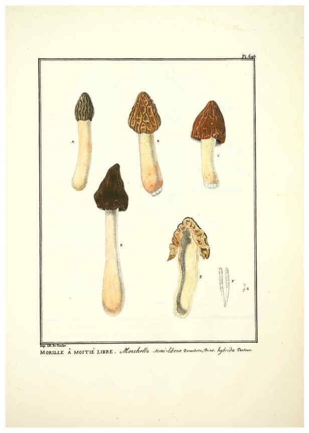 Reproducción/Reproduction 6045874702: Figures des champignons, servant de supplément aux planches de Bulliard Paris :Meilhac,1839-1842