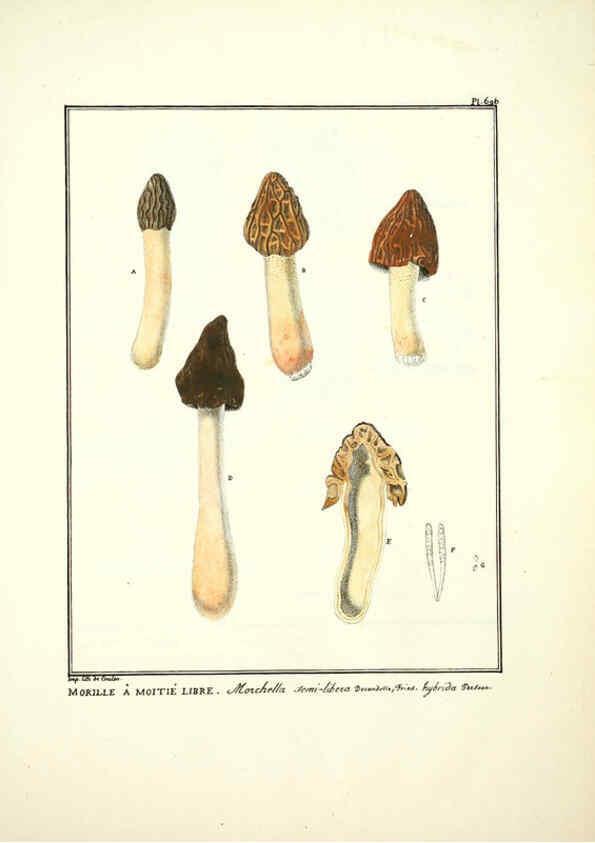 Reproducción/Reproduction 6045874702: Figures des champignons, servant de supplément aux planches de Bulliard Paris :Meilhac,1839-1842
