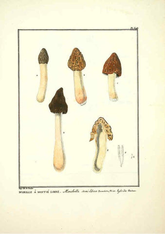 Reproducción/Reproduction 6045874702: Figures des champignons, servant de supplément aux planches de Bulliard Paris :Meilhac,1839-1842