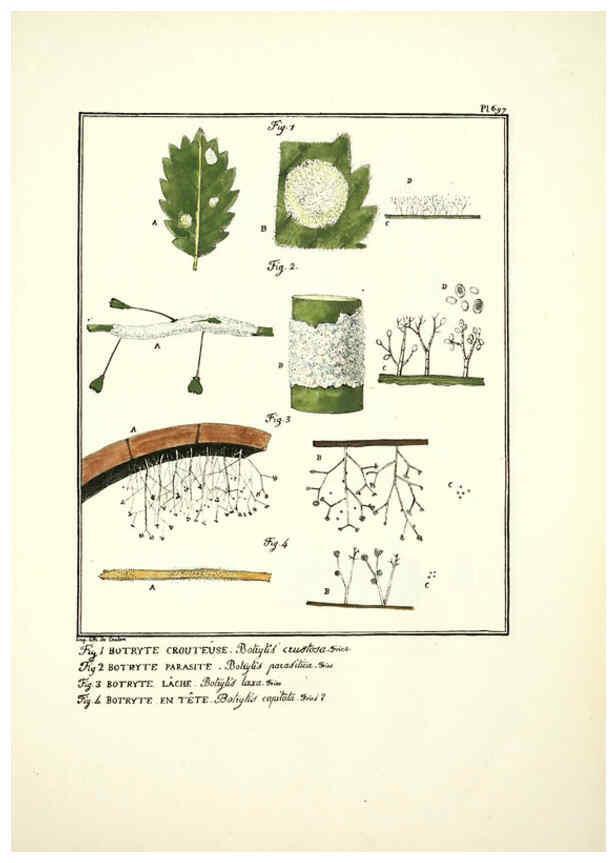 Reproducción/Reproduction 6045875002: Figures des champignons, servant de supplément aux planches de Bulliard Paris :Meilhac,1839-1842