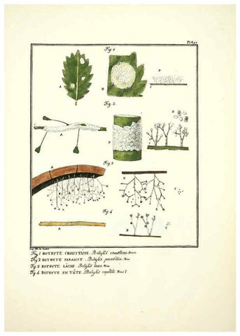 Reproducción/Reproduction 6045875002: Figures des champignons, servant de supplément aux planches de Bulliard Paris :Meilhac,1839-1842