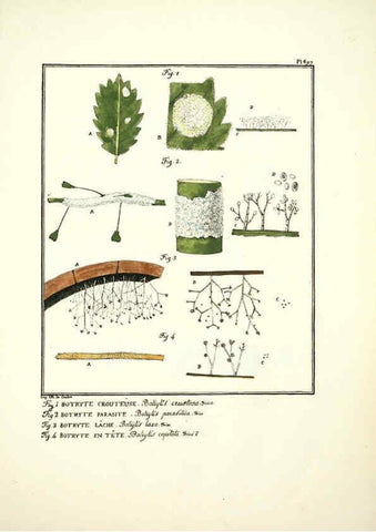 Reproducción/Reproduction 6045875002: Figures des champignons, servant de supplément aux planches de Bulliard Paris :Meilhac,1839-1842