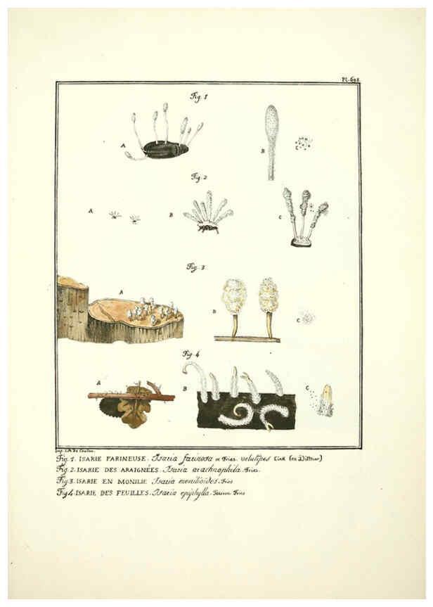 Reproducción/Reproduction 6045324835: Figures des champignons, servant de supplément aux planches de Bulliard Paris :Meilhac,1839-1842