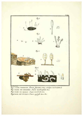 Reproducción/Reproduction 6045324835: Figures des champignons, servant de supplément aux planches de Bulliard Paris :Meilhac,1839-1842