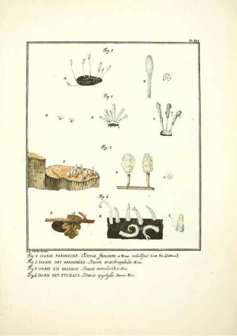 Reproducción/Reproduction 6045324835: Figures des champignons, servant de supplément aux planches de Bulliard Paris :Meilhac,1839-1842
