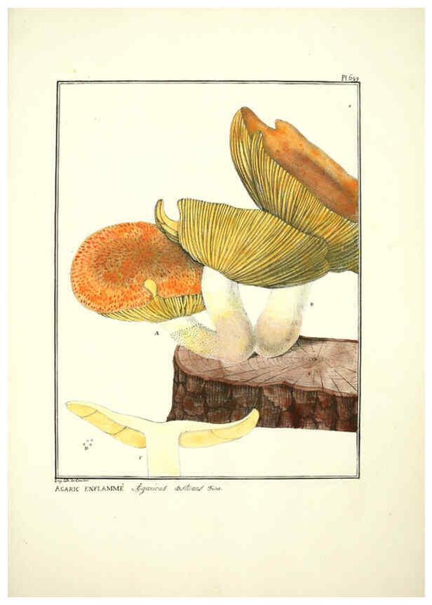 Reproducción/Reproduction 6045875520: Figures des champignons, servant de supplément aux planches de Bulliard Paris :Meilhac,1839-1842