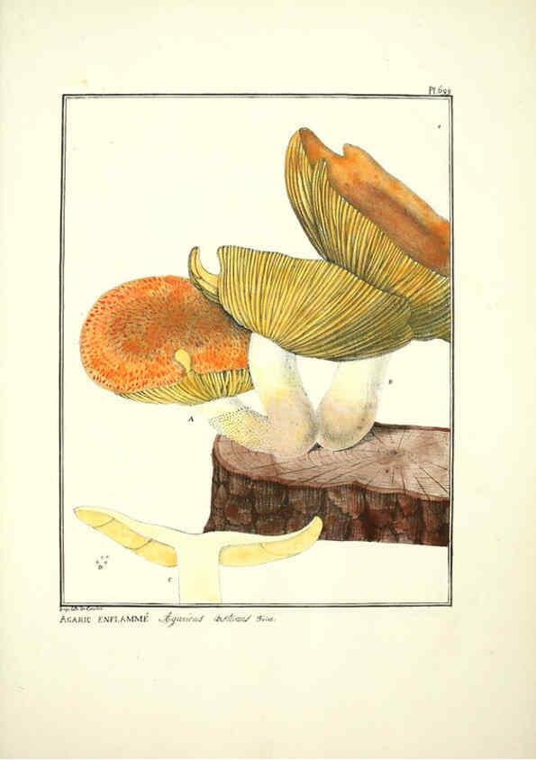 Reproducción/Reproduction 6045875520: Figures des champignons, servant de supplément aux planches de Bulliard Paris :Meilhac,1839-1842
