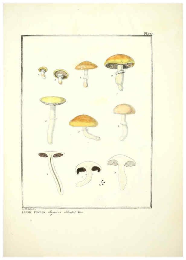 Reproducción/Reproduction 6045875694: Figures des champignons, servant de supplément aux planches de Bulliard Paris :Meilhac,1839-1842