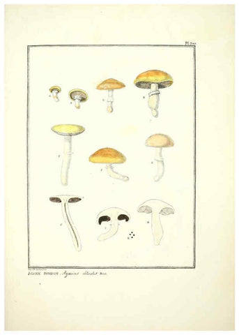 Reproducción/Reproduction 6045875694: Figures des champignons, servant de supplément aux planches de Bulliard Paris :Meilhac,1839-1842
