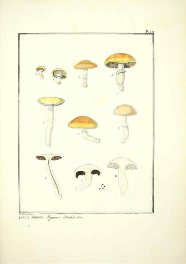 Reproducción/Reproduction 6045875694: Figures des champignons, servant de supplément aux planches de Bulliard Paris :Meilhac,1839-1842