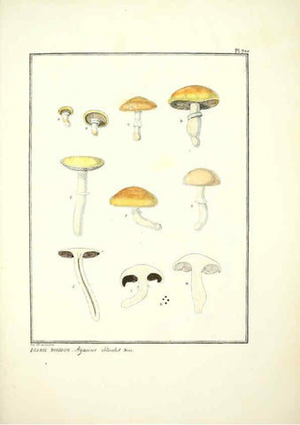 Reproducción/Reproduction 6045875694: Figures des champignons, servant de supplément aux planches de Bulliard Paris :Meilhac,1839-1842