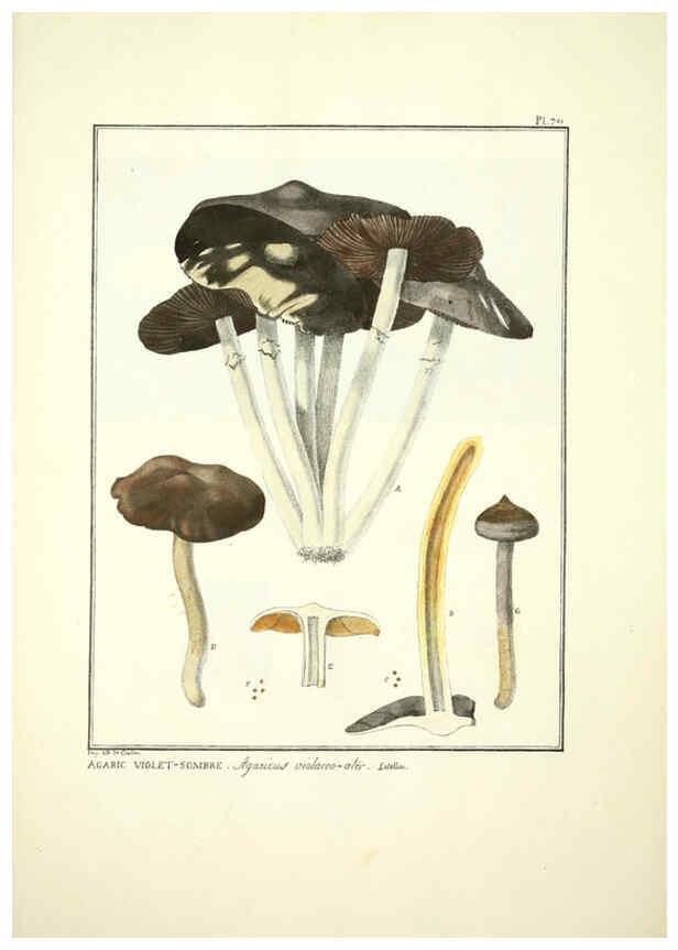 Reproducción/Reproduction 6045325467: Figures des champignons, servant de supplément aux planches de Bulliard Paris :Meilhac,1839-1842