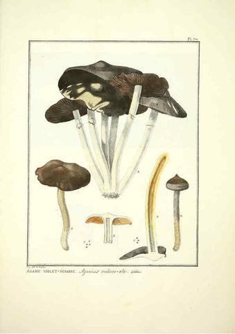 Reproducción/Reproduction 6045325467: Figures des champignons, servant de supplément aux planches de Bulliard Paris :Meilhac,1839-1842
