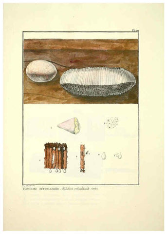 Reproducción/Reproduction 6045876100: Figures des champignons, servant de supplément aux planches de Bulliard Paris :Meilhac,1839-1842