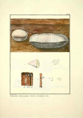 Reproducción/Reproduction 6045876100: Figures des champignons, servant de supplément aux planches de Bulliard Paris :Meilhac,1839-1842