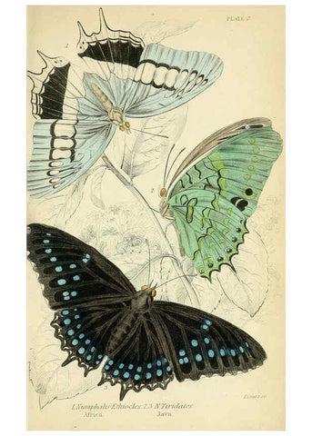 Reproducción/Reproduction 6046098090: Foreign butterflies Edinburgh :Henry G. Bohn,1858