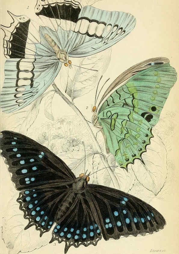 Reproducción/Reproduction 6046098090: Foreign butterflies Edinburgh :Henry G. Bohn,1858