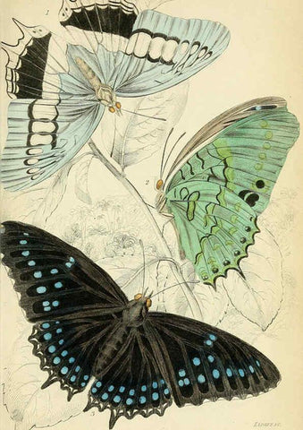 Reproducción/Reproduction 6046098090: Foreign butterflies Edinburgh :Henry G. Bohn,1858