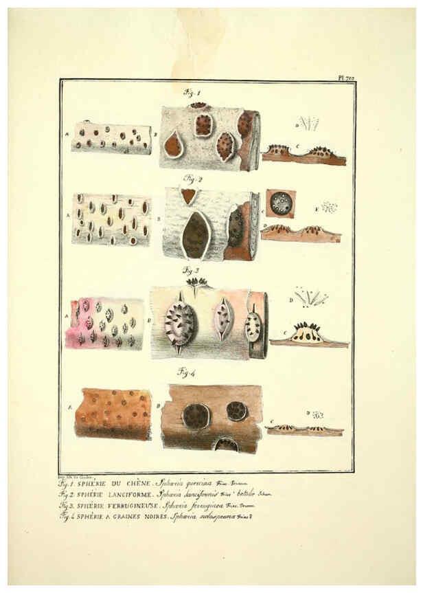 Reproducción/Reproduction 6045876338: Figures des champignons, servant de supplément aux planches de Bulliard Paris :Meilhac,1839-1842