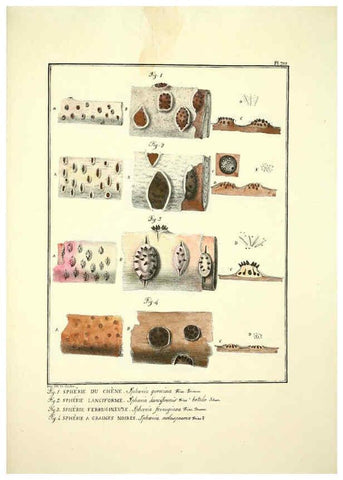 Reproducción/Reproduction 6045876338: Figures des champignons, servant de supplément aux planches de Bulliard Paris :Meilhac,1839-1842