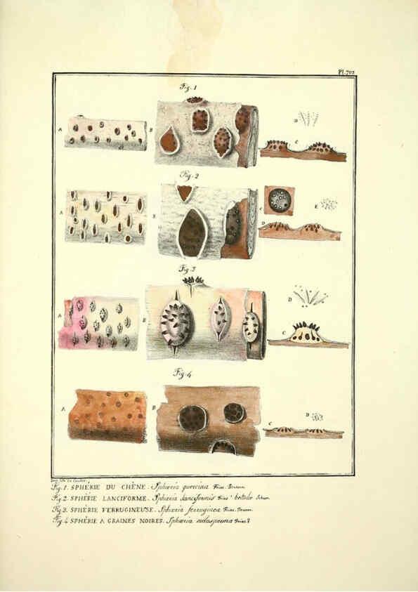 Reproducción/Reproduction 6045876338: Figures des champignons, servant de supplément aux planches de Bulliard Paris :Meilhac,1839-1842