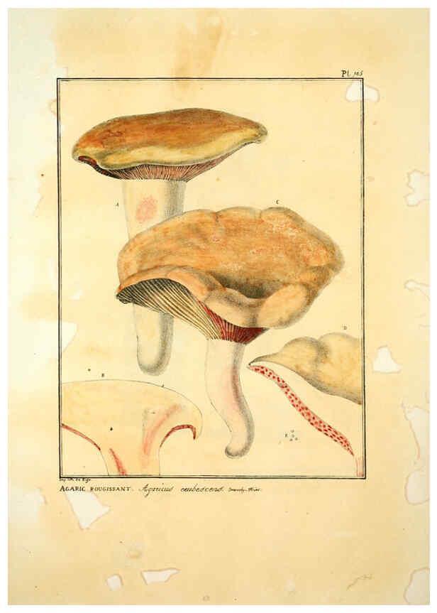Reproducción/Reproduction 6045876720: Figures des champignons, servant de supplément aux planches de Bulliard Paris :Meilhac,1839-1842