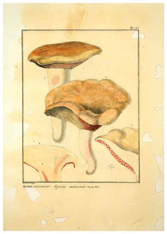 Reproducción/Reproduction 6045876720: Figures des champignons, servant de supplément aux planches de Bulliard Paris :Meilhac,1839-1842