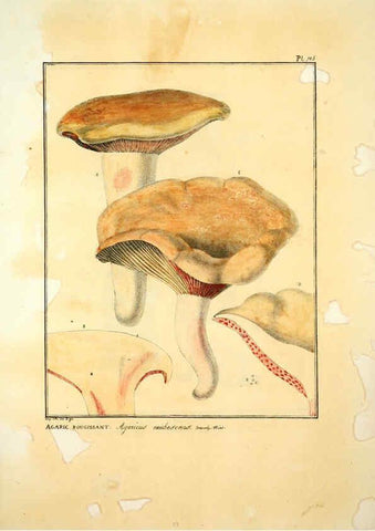 Reproducción/Reproduction 6045876720: Figures des champignons, servant de supplément aux planches de Bulliard Paris :Meilhac,1839-1842