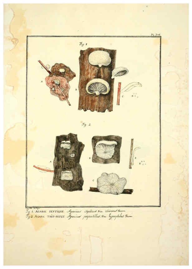 Reproducción/Reproduction 6045326611: Figures des champignons, servant de supplément aux planches de Bulliard Paris :Meilhac,1839-1842