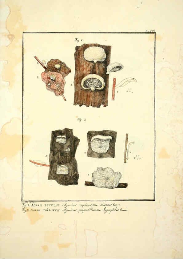 Reproducción/Reproduction 6045326611: Figures des champignons, servant de supplément aux planches de Bulliard Paris :Meilhac,1839-1842