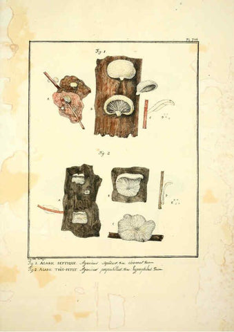 Reproducción/Reproduction 6045326611: Figures des champignons, servant de supplément aux planches de Bulliard Paris :Meilhac,1839-1842