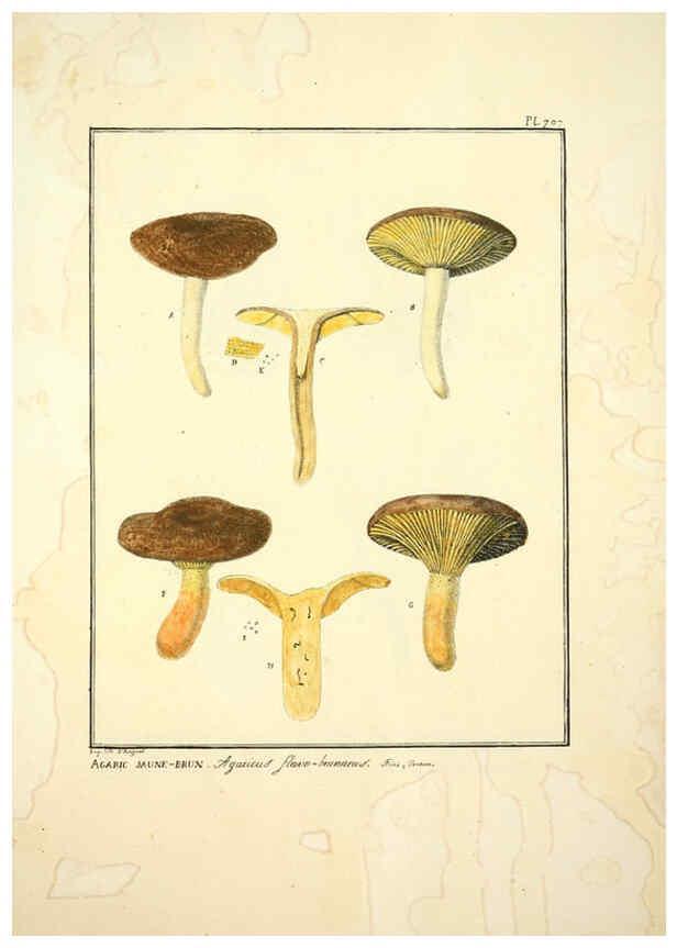 Reproducción/Reproduction 6045326883: Figures des champignons, servant de supplément aux planches de Bulliard Paris :Meilhac,1839-1842