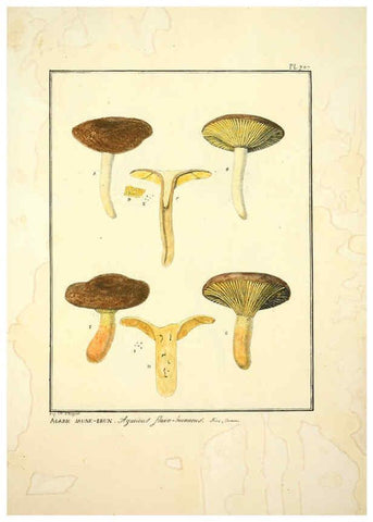 Reproducción/Reproduction 6045326883: Figures des champignons, servant de supplément aux planches de Bulliard Paris :Meilhac,1839-1842