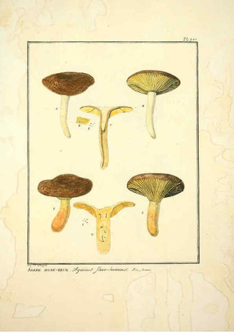 Reproducción/Reproduction 6045326883: Figures des champignons, servant de supplément aux planches de Bulliard Paris :Meilhac,1839-1842