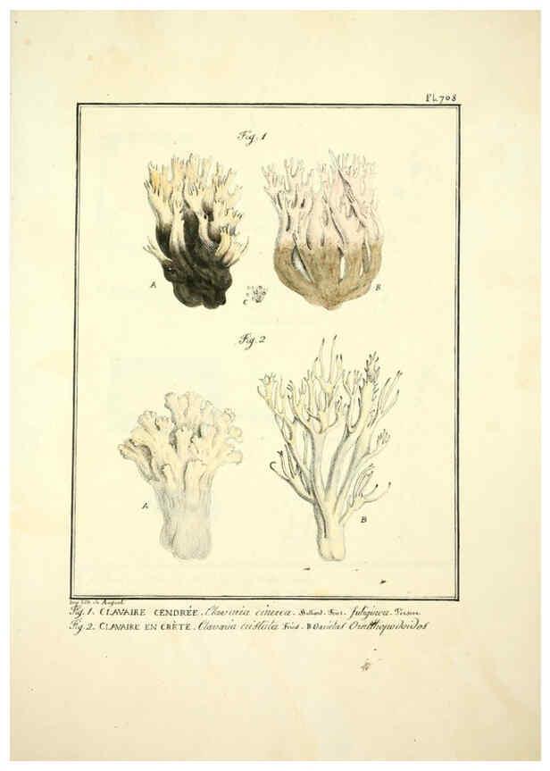 Reproducción/Reproduction 6045327205: Figures des champignons, servant de supplément aux planches de Bulliard Paris :Meilhac,1839-1842