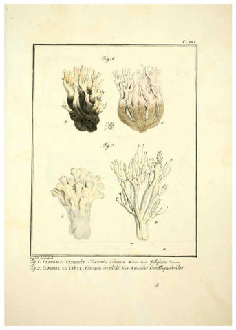 Reproducción/Reproduction 6045327205: Figures des champignons, servant de supplément aux planches de Bulliard Paris :Meilhac,1839-1842