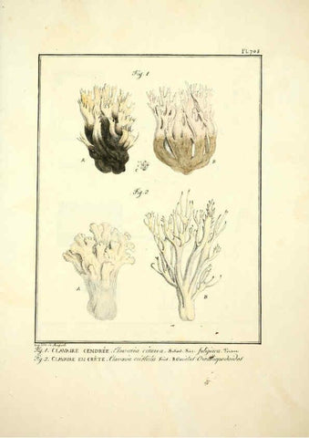 Reproducción/Reproduction 6045327205: Figures des champignons, servant de supplément aux planches de Bulliard Paris :Meilhac,1839-1842