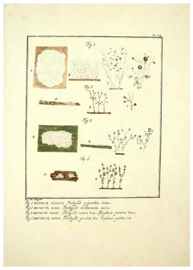 Reproducción/Reproduction 6045877728: Figures des champignons, servant de supplément aux planches de Bulliard Paris :Meilhac,1839-1842