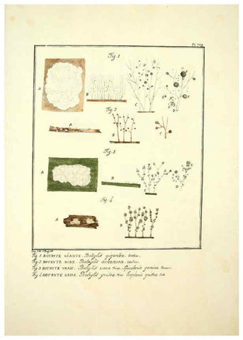 Reproducción/Reproduction 6045877728: Figures des champignons, servant de supplément aux planches de Bulliard Paris :Meilhac,1839-1842