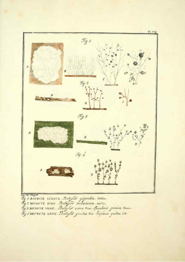 Reproducción/Reproduction 6045877728: Figures des champignons, servant de supplément aux planches de Bulliard Paris :Meilhac,1839-1842