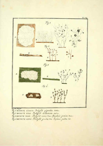 Reproducción/Reproduction 6045877728: Figures des champignons, servant de supplément aux planches de Bulliard Paris :Meilhac,1839-1842
