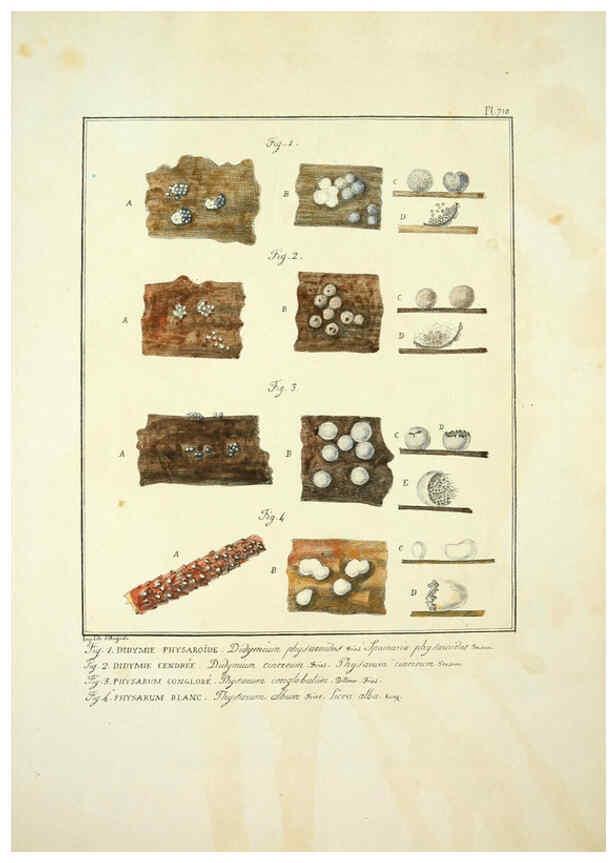 Reproducción/Reproduction 6045327737: Figures des champignons, servant de supplément aux planches de Bulliard Paris :Meilhac,1839-1842