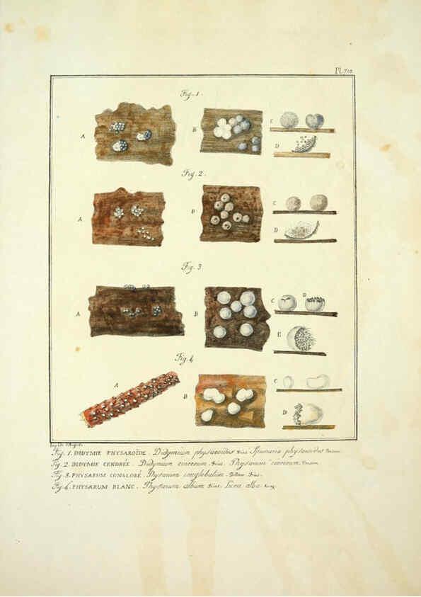 Reproducción/Reproduction 6045327737: Figures des champignons, servant de supplément aux planches de Bulliard Paris :Meilhac,1839-1842