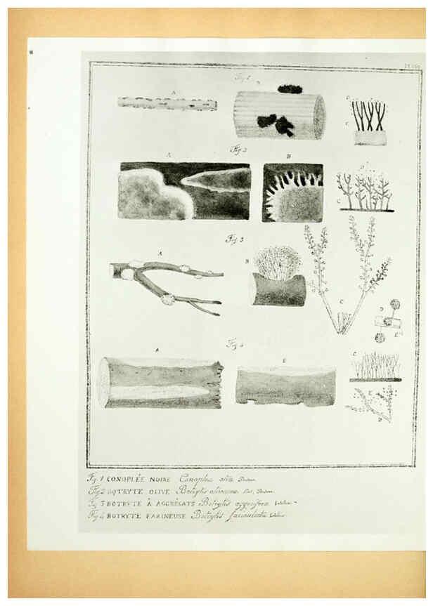Reproducción/Reproduction 6045327921: Figures des champignons, servant de supplément aux planches de Bulliard Paris :Meilhac,1839-1842
