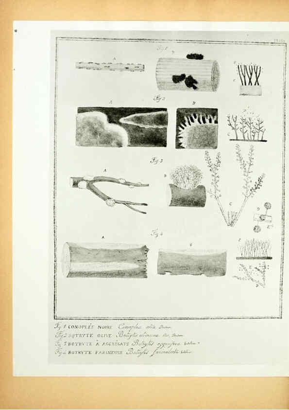 Reproducción/Reproduction 6045327921: Figures des champignons, servant de supplément aux planches de Bulliard Paris :Meilhac,1839-1842