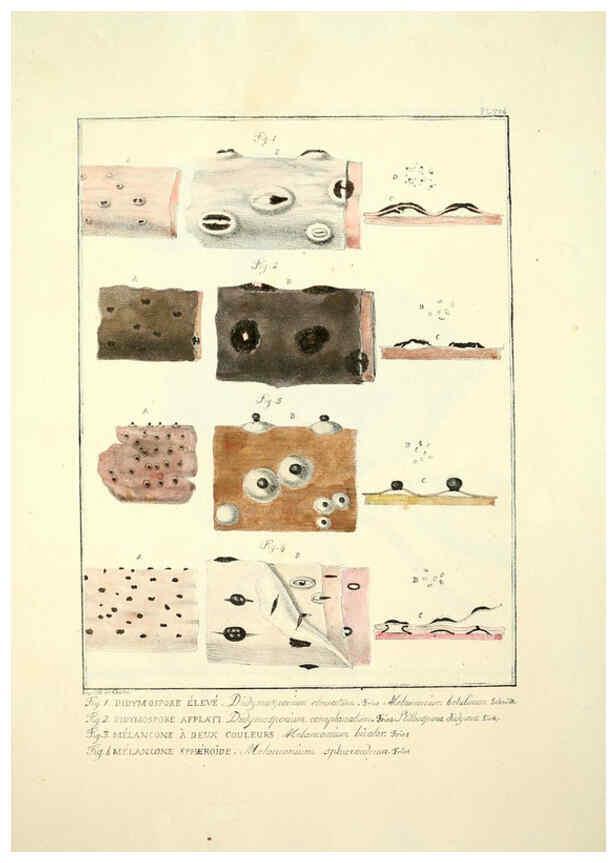 Reproducción/Reproduction 6045326159: Figures des champignons, servant de supplément aux planches de Bulliard Paris :Meilhac,1839-1842
