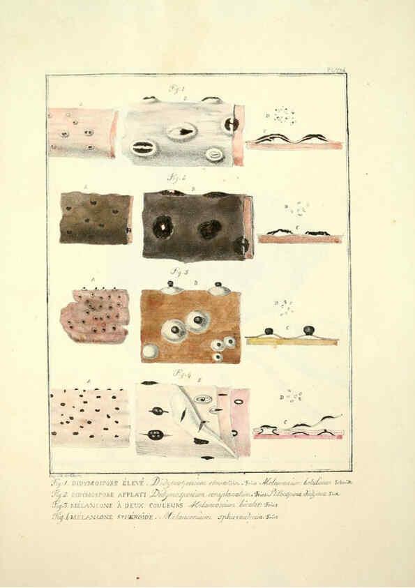 Reproducción/Reproduction 6045326159: Figures des champignons, servant de supplément aux planches de Bulliard Paris :Meilhac,1839-1842