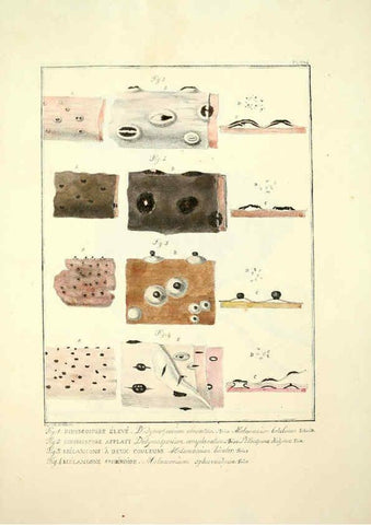 Reproducción/Reproduction 6045326159: Figures des champignons, servant de supplément aux planches de Bulliard Paris :Meilhac,1839-1842