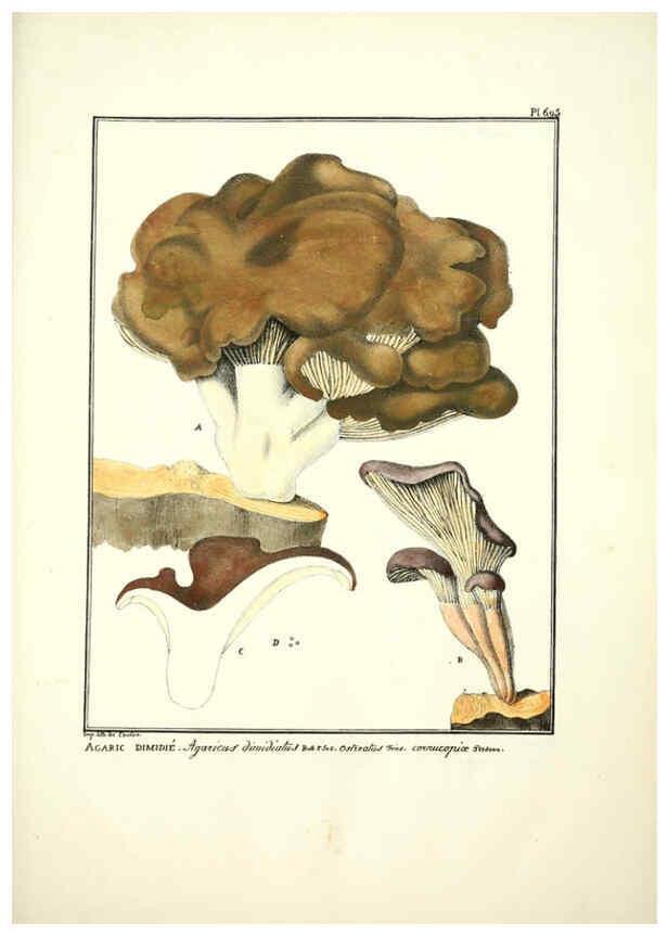 Reproducción/Reproduction 6045874498: Figures des champignons, servant de supplément aux planches de Bulliard Paris :Meilhac,1839-1842
